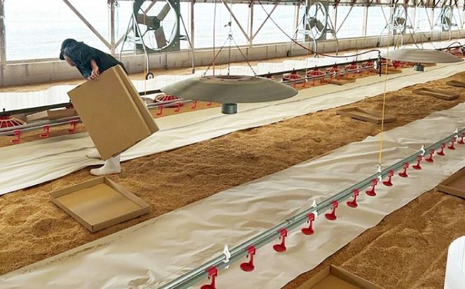 雲仙しまばら鶏 モモ肉 1kg / 肉 国産 鶏肉 とり肉 鶏もも肉 鳥もも肉 唐揚げ おかず 冷凍 / 南島原市 / OKファーム[SEK001]