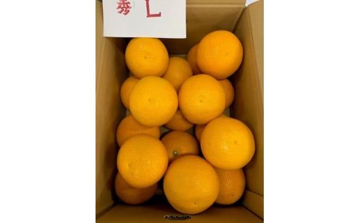 BF6067_【2027年先行受付】はっさく 赤秀品 Lサイズ 5kg ※着日指定不可
