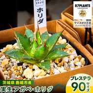 鹿嶋市産 実生ホリダ プレステラ90サイズ【アガベ ホリダ 多肉植物 鉢 茨城県 鹿嶋市 】（KCP-39）