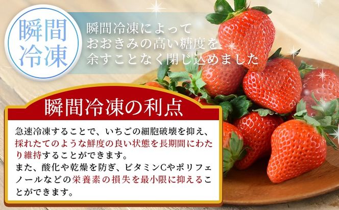 ＜高級いちご「おおきみ」冷凍いちご　1kg＞2025年1月下旬から順次出荷【 果物 くだもの いちご イチゴ 苺 大粒 朝どれ 朝獲れ 産地直送 お菓子づくり お菓子作り 材料 冷凍いちご 冷凍苺 冷凍イチゴ 】【b0904_sn】