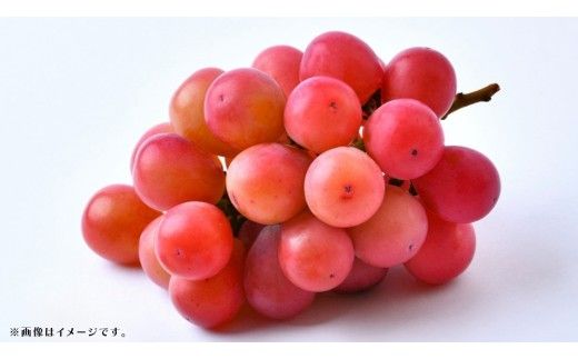 【 訳あり 】 クインニーナ 3kg 【2026年9月発送開始】(茨城県共通返礼品：大子町) ぶどう 葡萄 ブドウ 果物 フルーツ 果実 ワケあり ご自宅用 ご家庭用 自分用