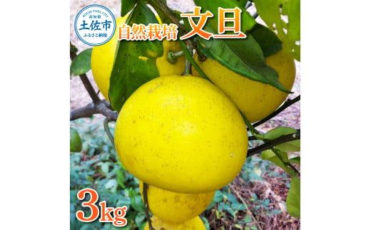 【先行予約】自然栽培文旦3kg L～3Lサイズ 〈2027年1月9日～4月30日発送〉文旦 ブンタン ぶんたん 3キロ 柑橘 かんきつ 柑橘類 みかん フルーツ デザート 果物 ビタミン おやつ 国産 高知県産【有限会社四万十くじら】