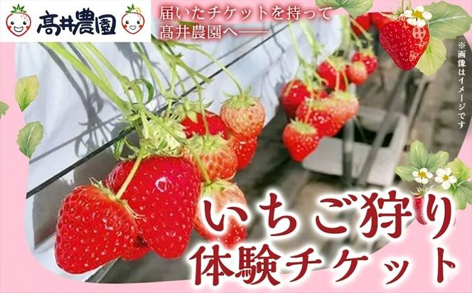 【家族で楽しむ】いちご狩り体験チケット いちご いちご狩り チケット 果物 フルーツ 大粒 濃厚 食べ放題 食べ比べ 兵庫県 福崎町
