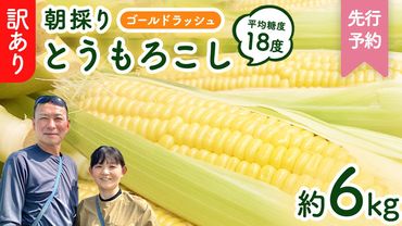 【 先行予約 2025年 6月下旬 以降発送】【 令和7年産 】【 訳あり 】 朝採り とうもろこし （ ゴールドラッシュ ） 約 6kg トウモロコシ スイートコーン コーン 野菜 産地直送 期間限定 岩田さん 昼めし旅 [AX021ya]