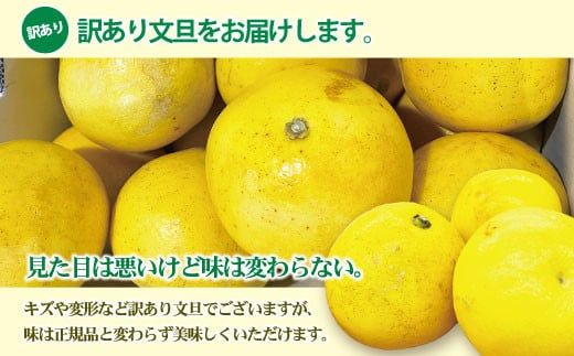 【訳あり】土佐文旦（ぶんたん）家庭用（M～5L）約3kg 