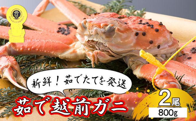 期間限定 茹で 越前ガニ 約800g 2杯 食通もうなる本場の味をぜひ、ご堪能ください 越前かに 蟹 カニ かに ボイルカニ ポーション ズワイガニ 海鮮 限定 福井 福井県 若狭町