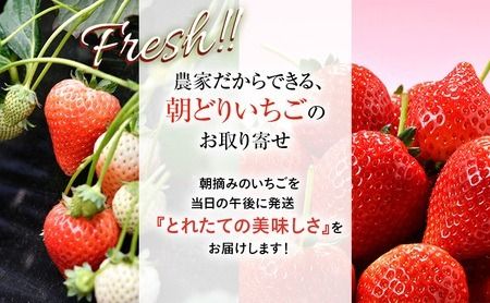 【訳あり】いちご とちあいか不揃い粒 2kg×3箱 計6kg ※2027年5月～発送