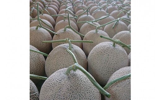 【先行予約／数量限定15】カスタネットメロン1玉(2026年7月中旬～発送)　FK00013