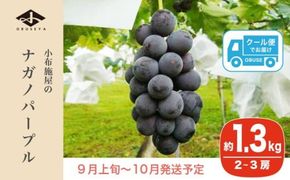 ナガノパープル 約1.3kg 2～3房 ［小布施屋］ 果物 フルーツ ぶどう 葡萄 令和7年産【2025年9月上旬～10月発送発送】 ［B-5］