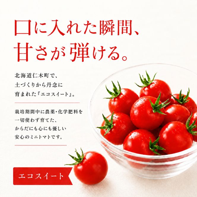 2027年発送 先行受付[栽培期間中 農薬・化学肥料不使用] 北海道 仁木町産 ミニトマト エコスイート 1.2kg×8箱 サイズ混載 トマト 野菜 [Farm Watanabe]