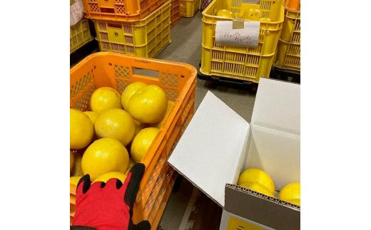 森田さん家の丸神（神谷）文旦（約10kg入り・2Lから5Lサイズ）