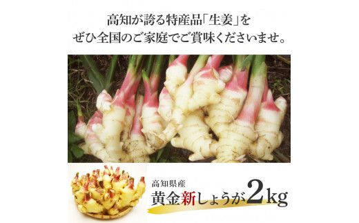 【CF-R7hbk】SNS003　高知県産ハウス黄金新しょうが2kg - しょうが ショウガ 生姜 坂田信夫商店 新生姜 新鮮  黄金しょうが 高知 国産 生姜焼き しょうが湯 ふるさとのうぜい 故郷納税 10000円 返礼品 高知県産