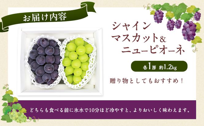 ぶどう 2026年 先行予約 シャインマスカット ＆ ニューピオーネ 各1房 約1.2kg ブドウ 葡萄 岡山県産 国産 フルーツ 果物 直送！せとうちバスケット