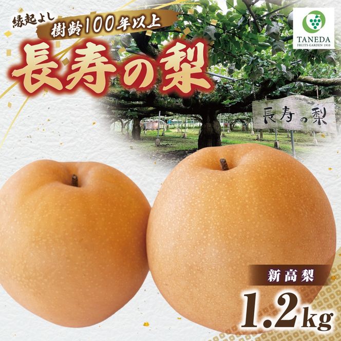 【産直もぎたて】樹齢100年以上・縁起のよい長寿の梨 1.2kg（国産 フルーツ ナシ 新高 果物 くだもの 贈答用 プレゼント）