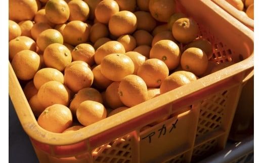 【2025年12月上旬発送開始】 アカメの国農園特選みかん 青秀詰め合わせ 5kg / みかん 蜜柑 ミカン 柑橘 フルーツ 果物 みかん くだもの 柑橘 旬 果実 甘味 酸味 甘い mikan 産地直送 農家直送 数量限定 国産 先行予約 ご家庭用 ミカン ご当地 お返し ミカン 贈り物 人気 贈答用 家庭用 土産 手土産 みかん / 安芸市 / アカメの国農園 [AA004]