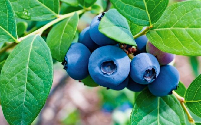 蒜山高原のブルーベリーリーフティー ティーバッグ 5個入り×３袋 / ブルーベリー 葉 お茶 フルーツ 蒜山高原 岡山県 真庭市 蒜山 ノンカフェイン ティーパック 【kbkb005-01】