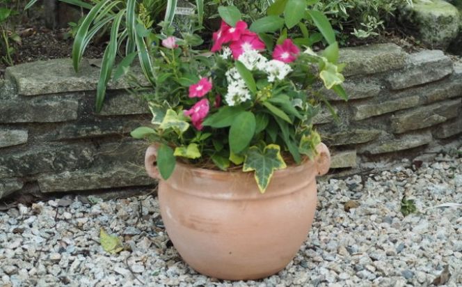 植物 寄植え 花 季節のお花 寄せ植え つぼ丸型 ピンク系 25cm お花の寄せ植え インテリア グリーンアイテム 癒し かわいい 玄関 ガーデン 庭 ガーデニング 