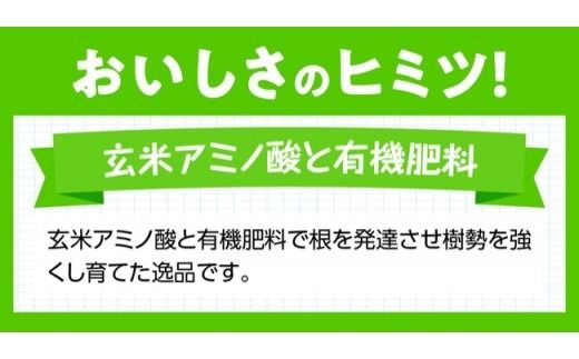 【令和7年発送】宮崎県産完熟マンゴー「果実の宝石」　2L×3玉 【 果物 フルーツ マンゴー 宮崎県産 みやざきマンゴー 先行予約 数量限定 期間限定 】☆[D03703]