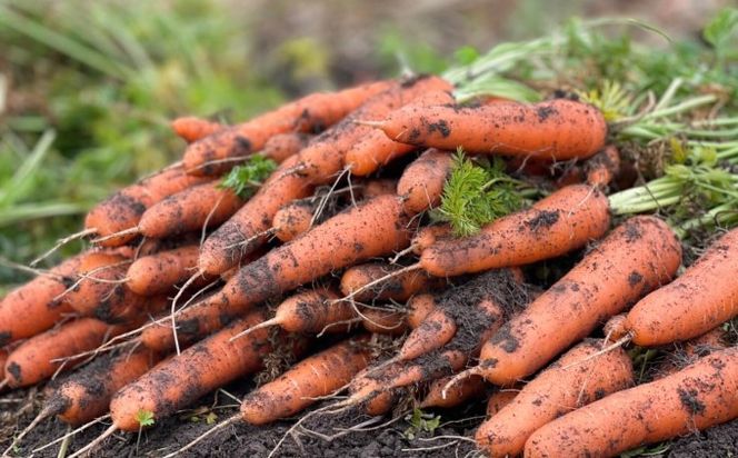訳あり 規格外 にんじん 約5kg 有機JAS認証取得 栽培期間中農薬 除草剤 化学肥料不使用 野菜 食材 緑黄色野菜 国産野菜 えぐみがない 甘い人参 産地直送 キャロット ベジタブル 