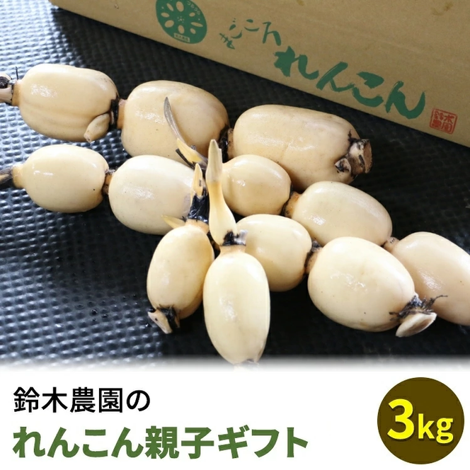 �y��錧�y�Y�s�z��ؔ_���̂�񂱂�e�q�M�t�g 3kg �������ւ̔z���s�� ��2025�N12�����{�`2026�N4����{���ɏ��������\��