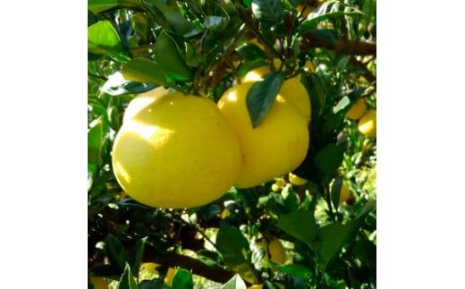 ＜2026年1月下旬より順次発送＞訳あり 嬉龍の土佐文旦 約10キロ L - ４Lサイズ 