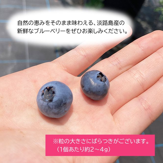 【淡路島産】大粒ブルーベリー 700g 冷凍生果《栽培期間中、無農薬栽培》　ブルーベリー