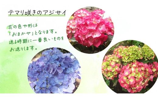 ≪先行予約≫ アジサイ テマリ咲き【 おまかせ 1点 】【2026年4月上旬頃より発送開始】植物 花 インテリア フラワー 紫陽花 お花 園芸 初夏 贈り物 ギフト ガーデニング 母の日 [BG004us]