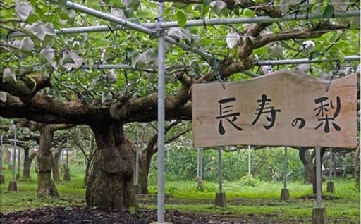 【2026年発送】シャインマスカットと梨セット計2kg（ぶどう シャインマスカット 葡萄 マスカット 種なし 皮ごと 大粒 厳選 梨 なし)