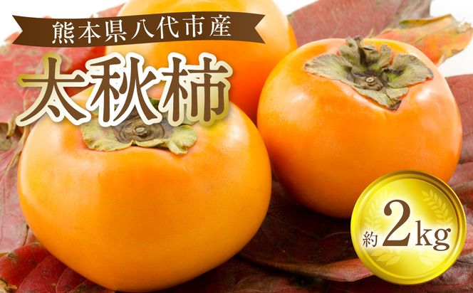 【先行予約】 太秋柿 約2kg (5～8玉) フルーツ 果物 くだもの 柿 カキ 旬 甘い おやつ 熊本県 八代市 【2026年10月上旬より順次発送】