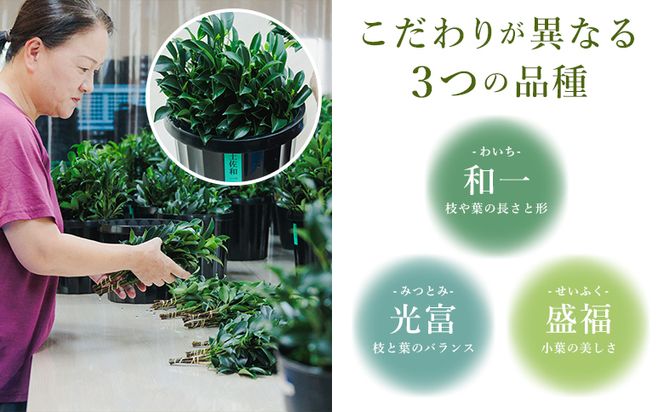 本榊 ２束（6～10本）本榊 榊 ほんさかき さかき サカキ 神棚 神事 お供え ブランドサカキ 和一 光富 盛福 30cm程度 小束 3品種 厳選 国産 ht-0001