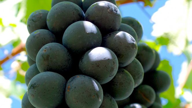 ナガノパープル 約5kg (7～9房)【2026年9月上旬発送開始】(茨城県共通返礼品：大子町) ぶどう 葡萄 ブドウ 果物 フルーツ 果実        