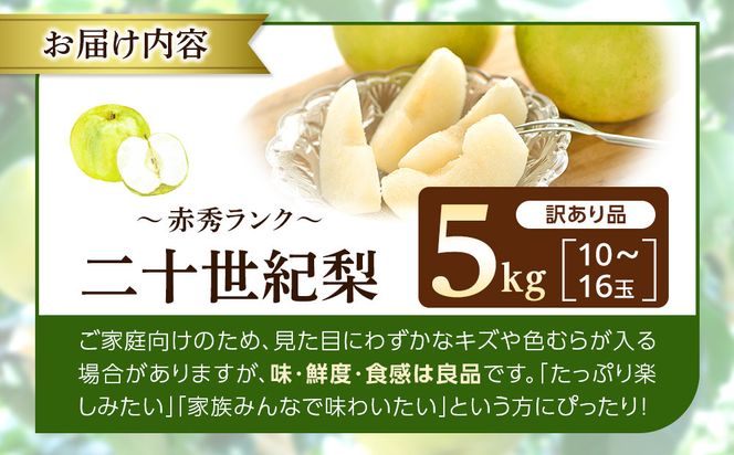 1264.【2026年度発送先行予約】訳あり　二十世紀梨　5kg 313726_CS007