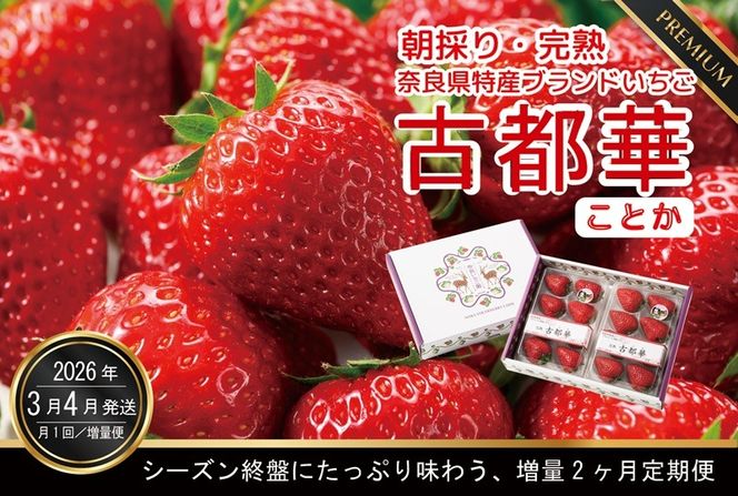 3・4月増量発送 各4パック、計8パック発送 奈良県特産 高級ブランドいちご「古都華」の２ヶ月定期便// いちご イチゴ 古都華 フルーツ 果物 旬 限定 ブランド 定期便 朝採り 完熟 いちご ことか イチゴ 先行予約 贈答用 ギフト 化粧箱