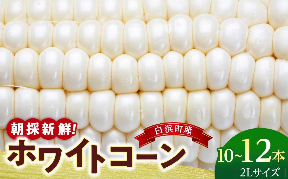 朝採 新鮮 白浜町産 ホワイトコーン とうもろこし 2Lサイズ 10〜12本 はたごや農園 304018_ET02