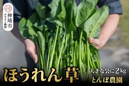 【先行受付 10月より順次発送】ほうれん草 2kg バラ詰め（大きな袋に2kg）【ハウス栽培 産地直送 クール便 佐賀県脊振山麓産】(H091117)