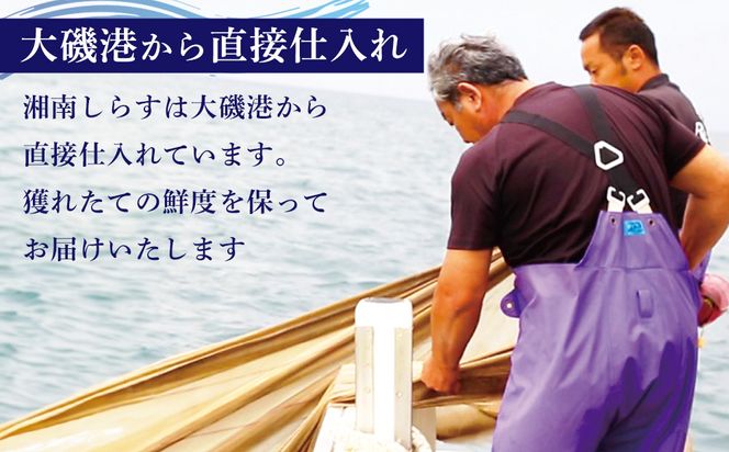 湘南しらす　3色セット｜魚介 湘南産しらす 食べ比べ 人気 おすすめ しらす 小魚 海産物 おつまみ 冷凍 食品 加工品 おすすめ 人気 送料無料 神奈川県 小田原市 142069_DV013