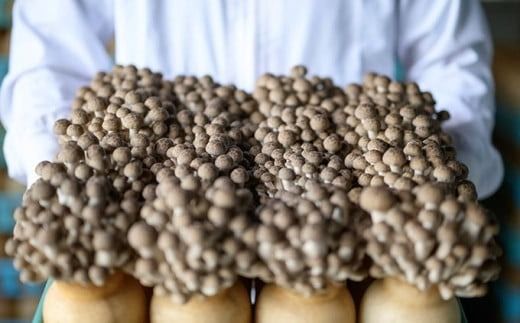 ぶなしめじ 300g × 4袋 300g × 6袋 選べる内容量 ［おぶせファーマーズ］ きのこ キノコ 野菜 鍋 炒め物 長野 信州