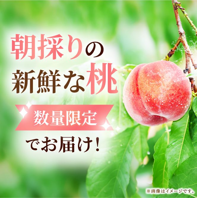 【先行予約・数量限定】大子町産「桃」約3kg 品種おまかせ（あかつき・まどか・美郷 等）｜茨城県 大子町 令和8年産 もも モモ フルーツ 果物 おまかせ 詰め合わせ 産地直送 旬 人気 厳選 奥久慈りんご園（AI008）