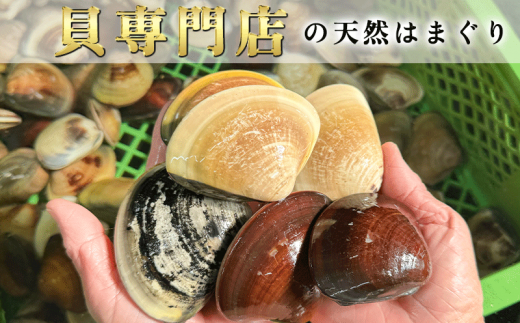 岬だよりの 希少 天然はまぐり 中サイズ 500g×2袋