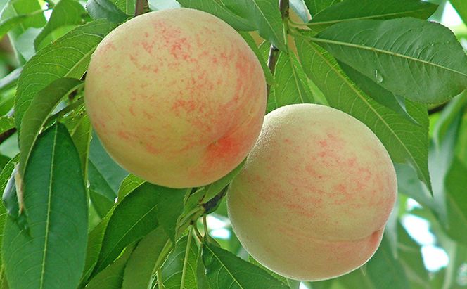 桃 2026年 先行予約 白桃 白鳳 約3.0kg 10～12玉 もも 岡山県 赤磐市産 フルーツ 果物 あかいわファーマーズガーデン 果物類