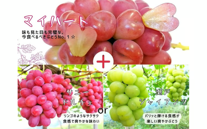 ※2026年の予約です！※【産地直送】フルーツ王国岡山シャインマスカットの娘マイハート入り！ぶどう１.２kg詰め合わせ / 岡山 真庭 マイハート 瀬戸ジャイアンツ サニードルチェ マスカット 食べ比べ 葡萄 ブドウ ぶどう 贈答 新鮮 果物 フルーツ 人気 数量限定 ギフト ぶどう専門 林ファミリー (2026年9月下旬～発送予定) 【hfbd003-01】