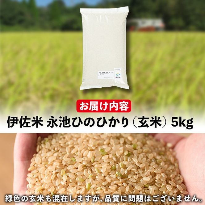 isa400 ＜先行予約受付中！2026年10月中旬から順次発送＞令和8年産 特別栽培米 永池ひのひかり玄米(5kg) 鹿児島 永池 お米 新米 米 玄米 伊佐米 九州米サミット 食味コンテスト 最優秀賞受賞 ヒノヒカリ 【エコファーム永池】