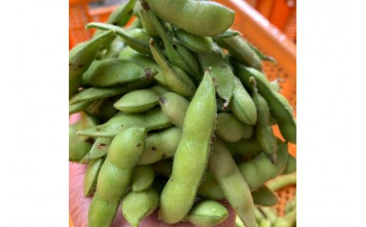 【先行予約／数量限定40】朝採り枝豆（湯上り娘）1kg（250g×4パック）（栽培期間中農薬・化学肥料・除草剤不使用）（2026年7月上旬～発送）　KU00070