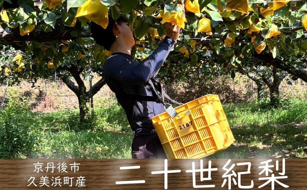 [先行予約]京丹後産 二十世紀梨 5kg(11〜16個)(2026年8月下旬〜発送) 二十世紀梨 20世紀梨 梨 京丹後 なし 秋
