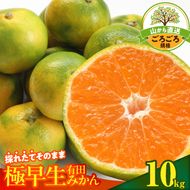 MK1078_【2026年先行予約】みかん 極早生 山から直送 箱込 10kg ( 内容量 9.2kg ) 採れたてそのままごろごろ規格 有田みかん 和歌山県産