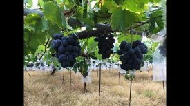 G7088_ 紀州有田産 ブラックオリンピア (ハチミツぶどう) 2kg 【ぶどう ブドウ 葡萄 グレープ フルーツ 国産】