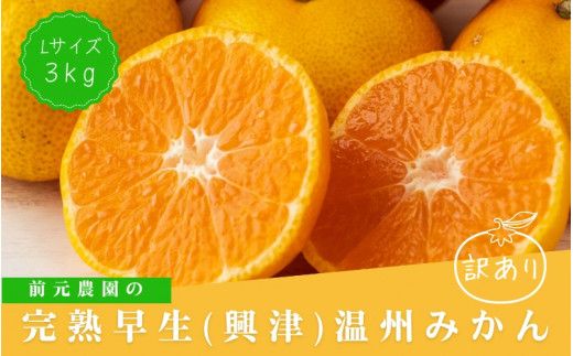 訳あり Lサイズ 前元農園の完熟早生(興津)温州みかん 3kg【2026年12月初旬～下旬に順次発送予定】 /  フルーツ  早生 興津 温州 みかん 蜜柑 三重県  高品質 みえ アルギット 訳あり【mmg021B】
