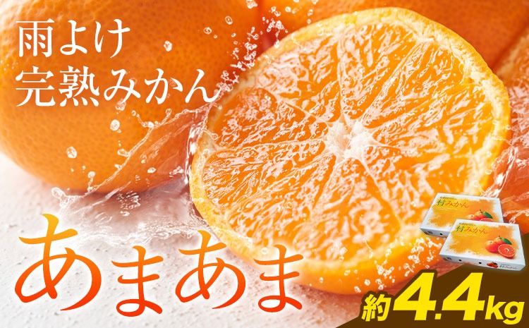 [CF]雨よけ完熟みかん「あまあま」選べる内容量 約4.4kg 正木久之[12月下旬-1月中旬]徳島県 佐那河内村 みかん ミカン 蜜柑 柑橘 箱入り 化粧箱 フルーツ 果物 くだもの 贈答[配送不可地域あり]※離島不可---sanagouchi_mhy_2_2hk---