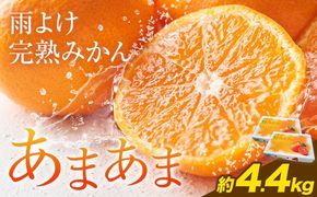 【CF】雨よけ完熟みかん「あまあま」選べる内容量 約4.4kg　正木久之《12月下旬-1月中旬》徳島県 佐那河内村 みかん ミカン 蜜柑 柑橘 箱入り 化粧箱 フルーツ 果物 くだもの 贈答【配送不可地域あり】※離島不可---sanagouchi_mhy_2_2hk---