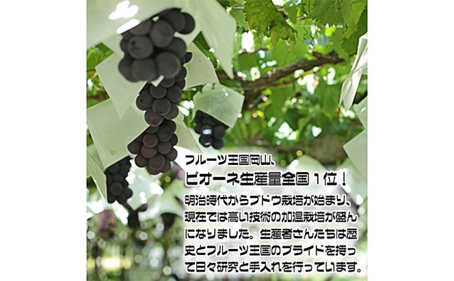 ぶどう 2026年 先行予約 ニュー ピオーネ【8月中旬～順次発送分】約2kg（2房～5房）秀品 糖度抜群！ 種無し ブドウ 葡萄  岡山県産 国産 フルーツ 果物 ギフト 果物類 